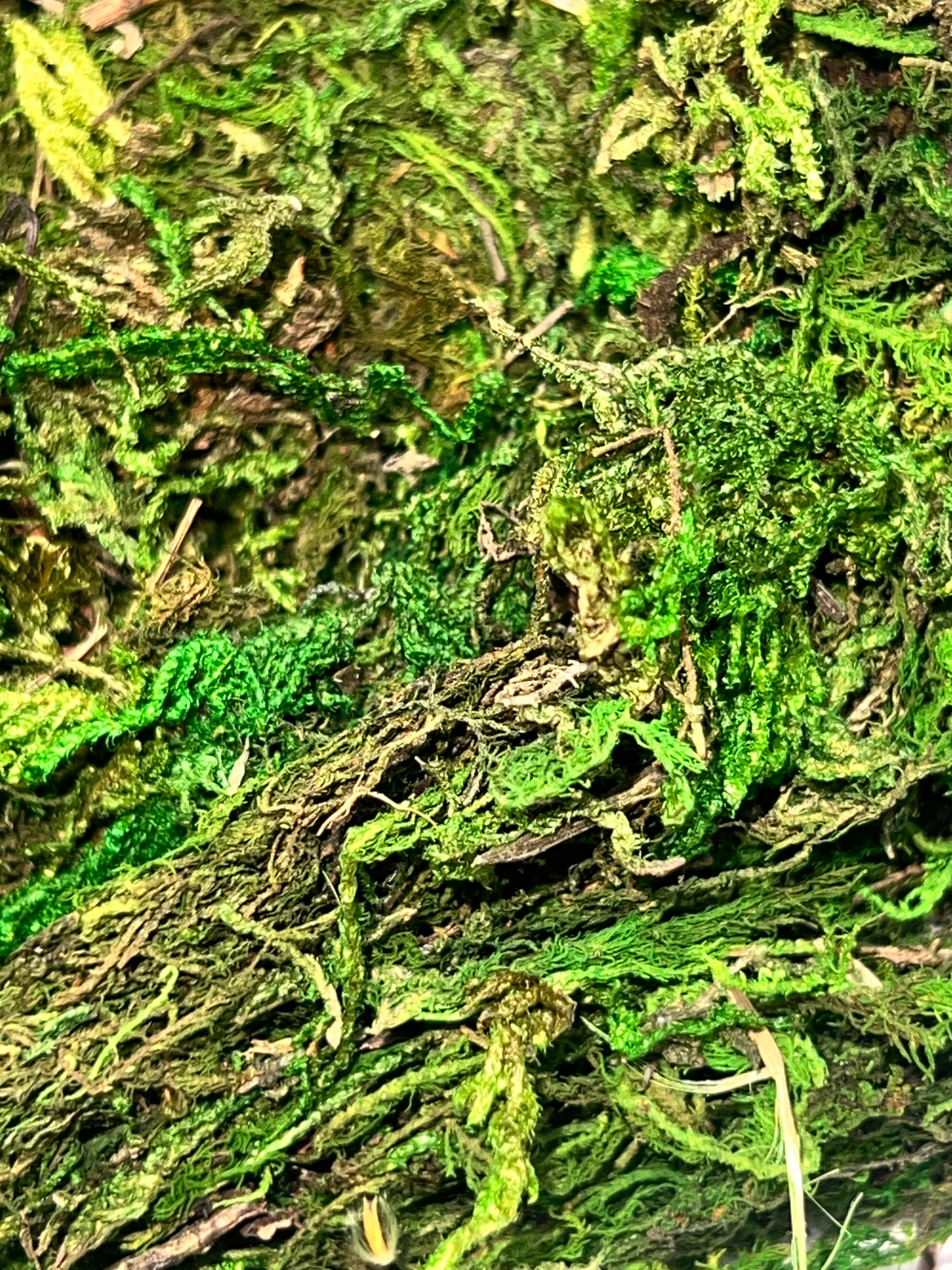 GREEN MOSS